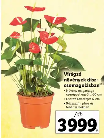 Lidl Virágzó növények dísz-csomagolásban 1 db ajánlat