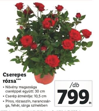 Lidl Cserepes rózsa 1 db ajánlat