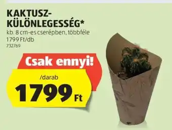 KAKTUSZ- KÜLÖNLEGESSÉG 1 db