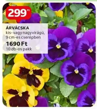 Auchan ÁRVÁCSKA 1 db ajánlat