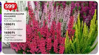 CSARAB (CALLUNA VULGARIS) 1 db