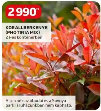 Auchan KORALLBERKENYE (PHOTINIA MIX) 1 db ajánlat