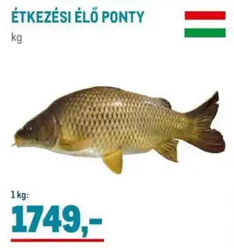 Metro ÉTKEZÉSI ÉLŐ PONTY 1 kg ajánlat