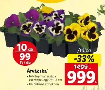 Lidl Árvácska 1 tálca ajánlat