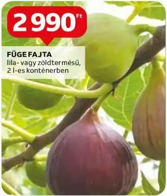FÜGE FAJTA 2 l