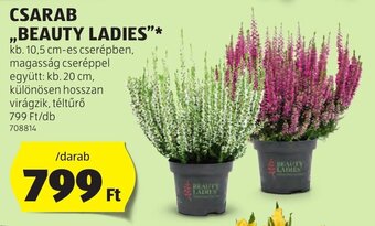 ALDI CSARAB "BEAUTY LADIES" 1 db ajánlat