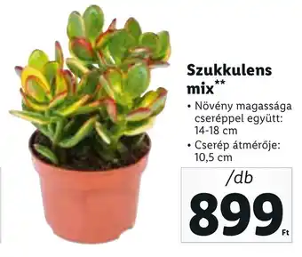Lidl Szukkulens mix 1 db ajánlat
