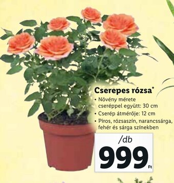 Lidl Cserepes rózsa 1 db ajánlat
