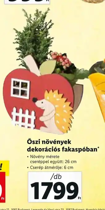 Lidl Őszi növények dekorációs fakaspóban 1 db ajánlat