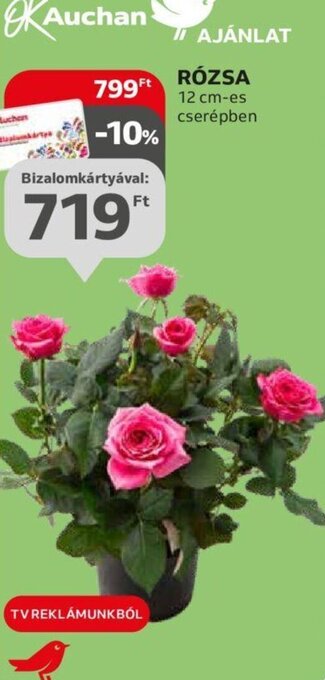 RÓZSA 12 cm