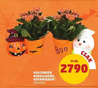PENNY HALLOWEEN KORALLVIRÁG KERÁMIÁBAN 1 db ajánlat
