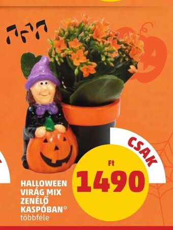 PENNY HALLOWEEN VIRÁG MIX ZENÉLŐ KASPÓBAN 1 db ajánlat