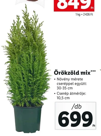 Lidl Örökzöld mix 1 db ajánlat