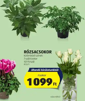 ALDI RÓZSACSOKOR 7szal ajánlat