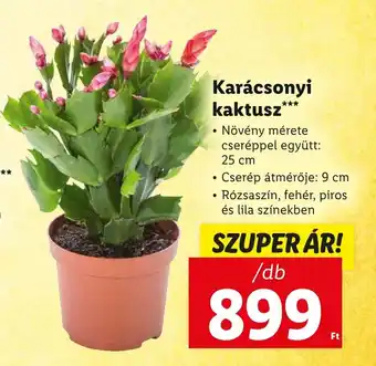 Lidl Karácsonyi kaktusz ajánlat