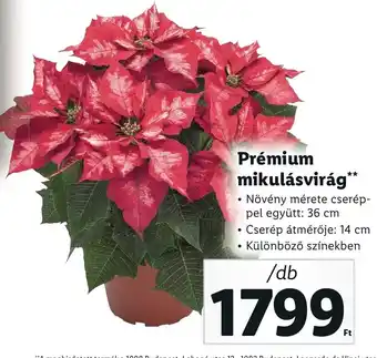 Lidl Prémium mikulásvirág 1 db ajánlat
