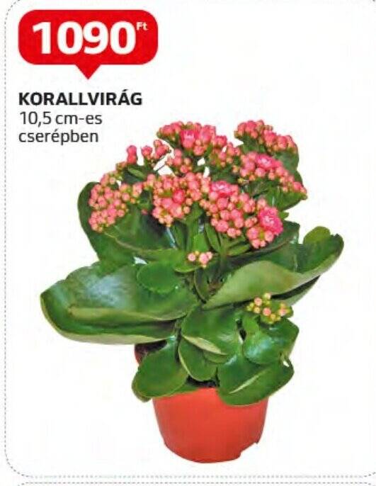Auchan KORALLVIRÁG 1 db ajánlat