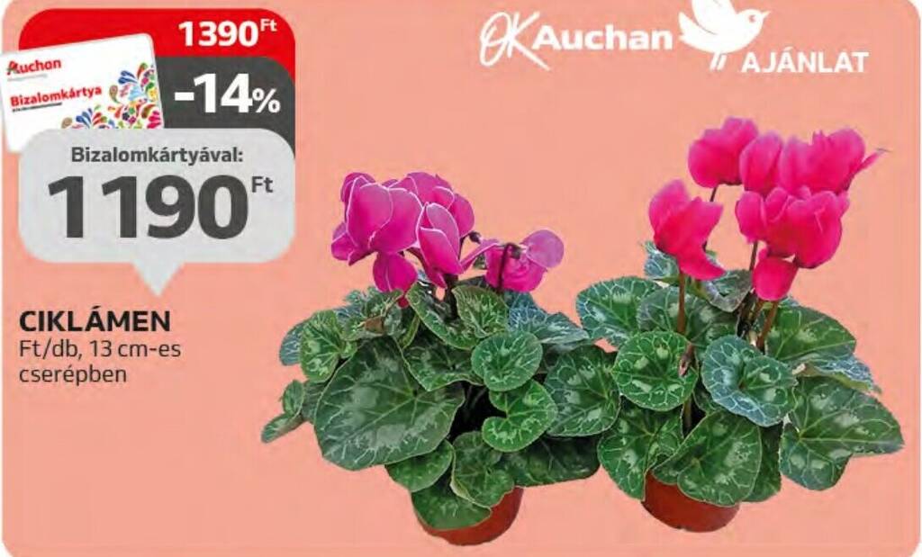 Auchan CIKLÁMEN 1 db ajánlat