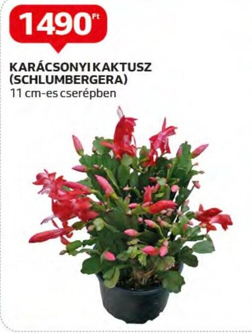 Auchan KARÁCSONYI KAKTUSZ (SCHLUMBERGERA) 1 db ajánlat