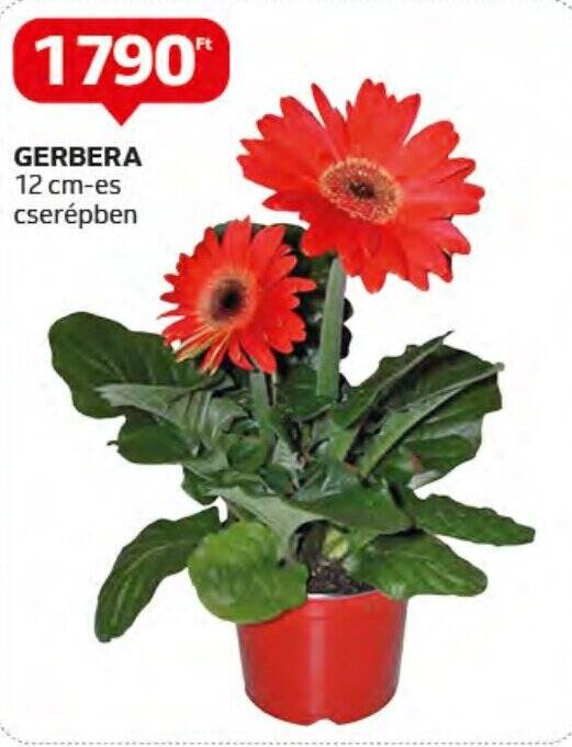 Auchan GERBERA 1 db ajánlat