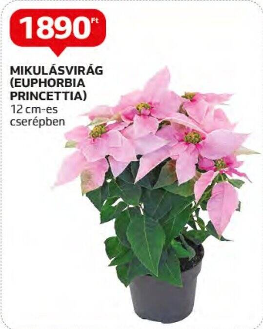Auchan MIKULÁSVIRÁG (EUPHORBIA PRINCETTIA) 1 db ajánlat