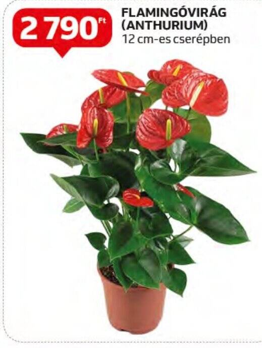 Auchan FLAMINGÓVIRÁG (ANTHURIUM) 1 db ajánlat