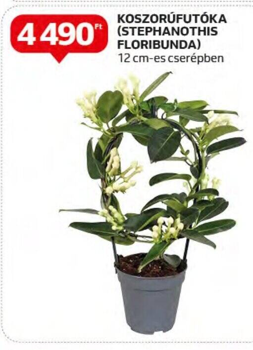 Auchan KOSZORÚFUTÓKA (STEPHANOTHIS FLORIBUNDA) 1 db ajánlat