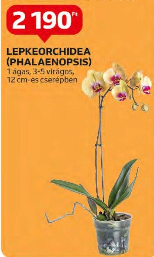 Auchan LEPKEORCHIDEA (PHALAENOPSIS) 1 db ajánlat