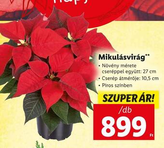 Lidl Mikulásvirág 1 db ajánlat