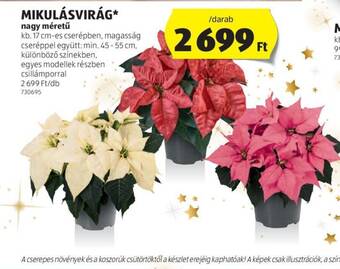 ALDI MIKULÁSVIRÁG ajánlat