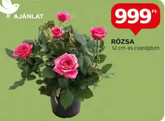 Auchan RÓZSA 1 db ajánlat
