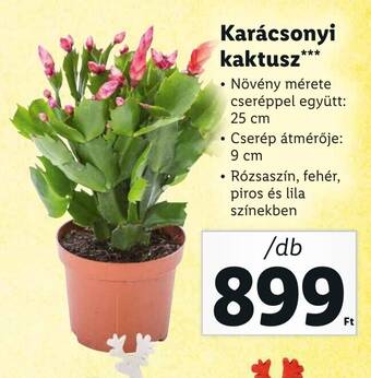 Lidl Karácsonyi kaktusz 1 db ajánlat