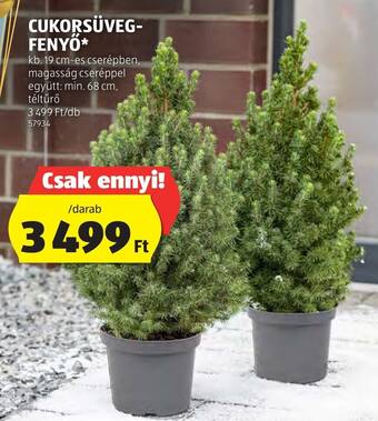 ALDI CUKORSÜVEG-FENYŐ 1 db ajánlat