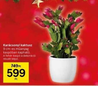 Tesco Karácsonyi kaktusz 1 db ajánlat