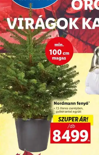 Lidl Nordmann fenyő 1 db ajánlat