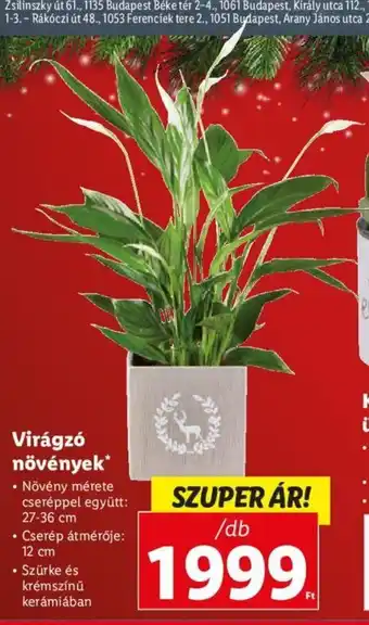 Lidl Virágzó növények 1 db ajánlat