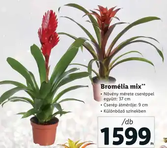 Lidl Bromélia mix 1db ajánlat