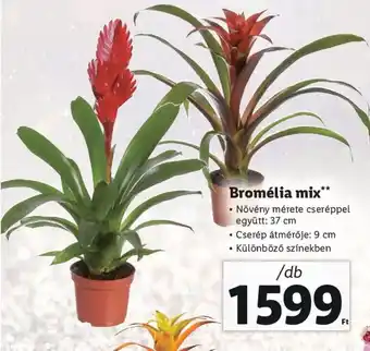 Lidl Bromélia mix ajánlat