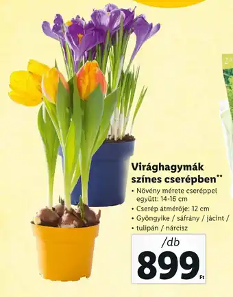 Lidl Virághagymák színes cserépben 1 db ajánlat
