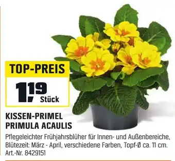 KISSEN-PRIMEL PRIMULA ACAULIS