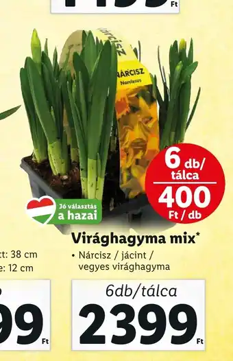 Lidl Virághagyma mix 6 db ajánlat