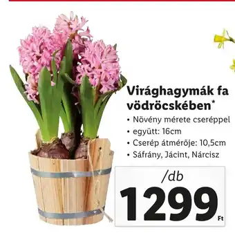 Virághagymák fa vödröcskében /db