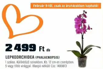 OBI LEPKEORCHIDEA (PHALAENOPSIS) ajánlat