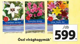 Őszi virághagymák
