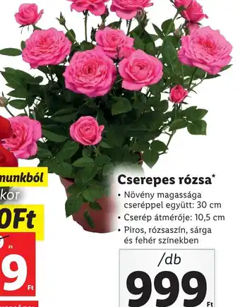 Lidl Cserepes rózsa ajánlat