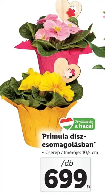 Primula díszcsomagolásban