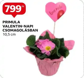 PRIMULA VALENTIN-NAPI CSOMAGOLÁSBAN 10,5cm