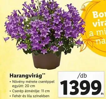 Harangvirág 20cm
