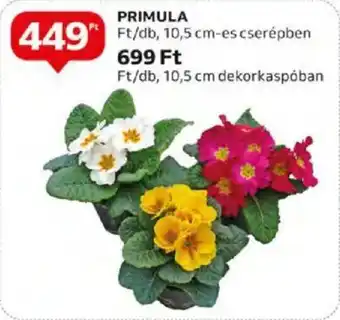 Auchan PRIMULA 10,5cm ajánlat