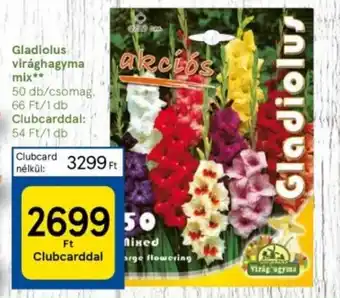 Tesco Gladiolus virághagyma mix 50db ajánlat